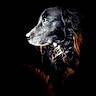 Max participe au concours pour gagner de l'argent avec cette photo : dog, black_dog, portrait, animal, pet, dark_background, fur, profile, side_view, close_up, mammal, canine, looking_away, whiskers, ears, brown_fur, expression, alert, studio_lighting, shadow