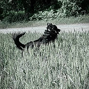 Max a rejoint le concours — aidez-le/la à gagner de superbes lots ! dog, black_dog, running, field, grass, wheat, nature, outdoor, animal, wildlife, greenery, path, fur, motion, daylight, landscape, plants, canine, summer, rural