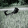 dog, black_dog, running, field, grass, wheat, nature, outdoor, animal, wildlife, greenery, path, fur, motion, daylight, landscape, plants, canine, summer, rural