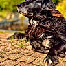 dog, black_dog, outdoor, sunlight, brick_path, fur, animal, pet, relaxed, side_profile, nature, greenery, blurred_background, ears, paw, daytime, canine, resting, close_up, peaceful
