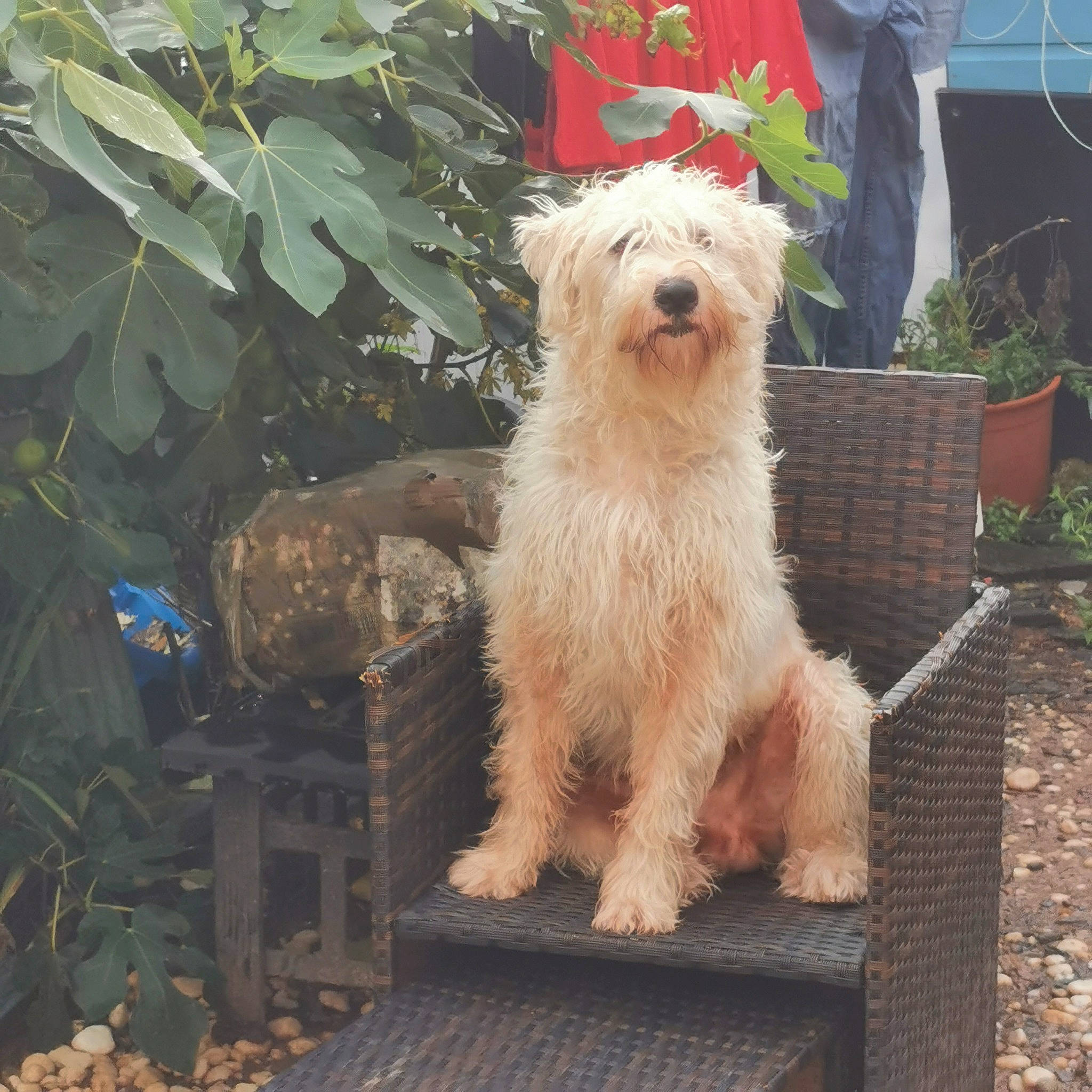 Bailey is registered to the contest to win money with this photo: canidae, carnivore, companion_dog, dog, dog_breed, dog_supply, fawn, flowerpot, fur, goldendoodle, plant, romanian_mioritic_shepherd_dog, small_terrier, snout, sporting_group, tail, terrier, toy_dog, water_dog, working_terrier