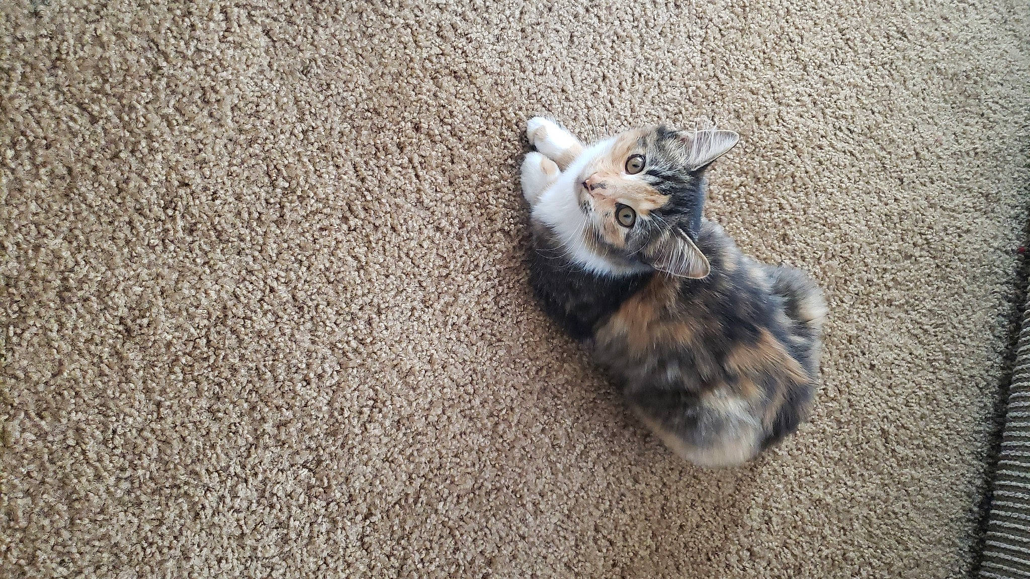 Spot joined the competition — help win amazing prizes! asphalt, carnivore, cat, cat_toy, claw, domestic_short_haired_cat, felidae, fur, grey, paw, road_surface, sand, small_to_medium_sized_cats, snout, soil, tail, terrestrial_animal, whiskers, wildlife