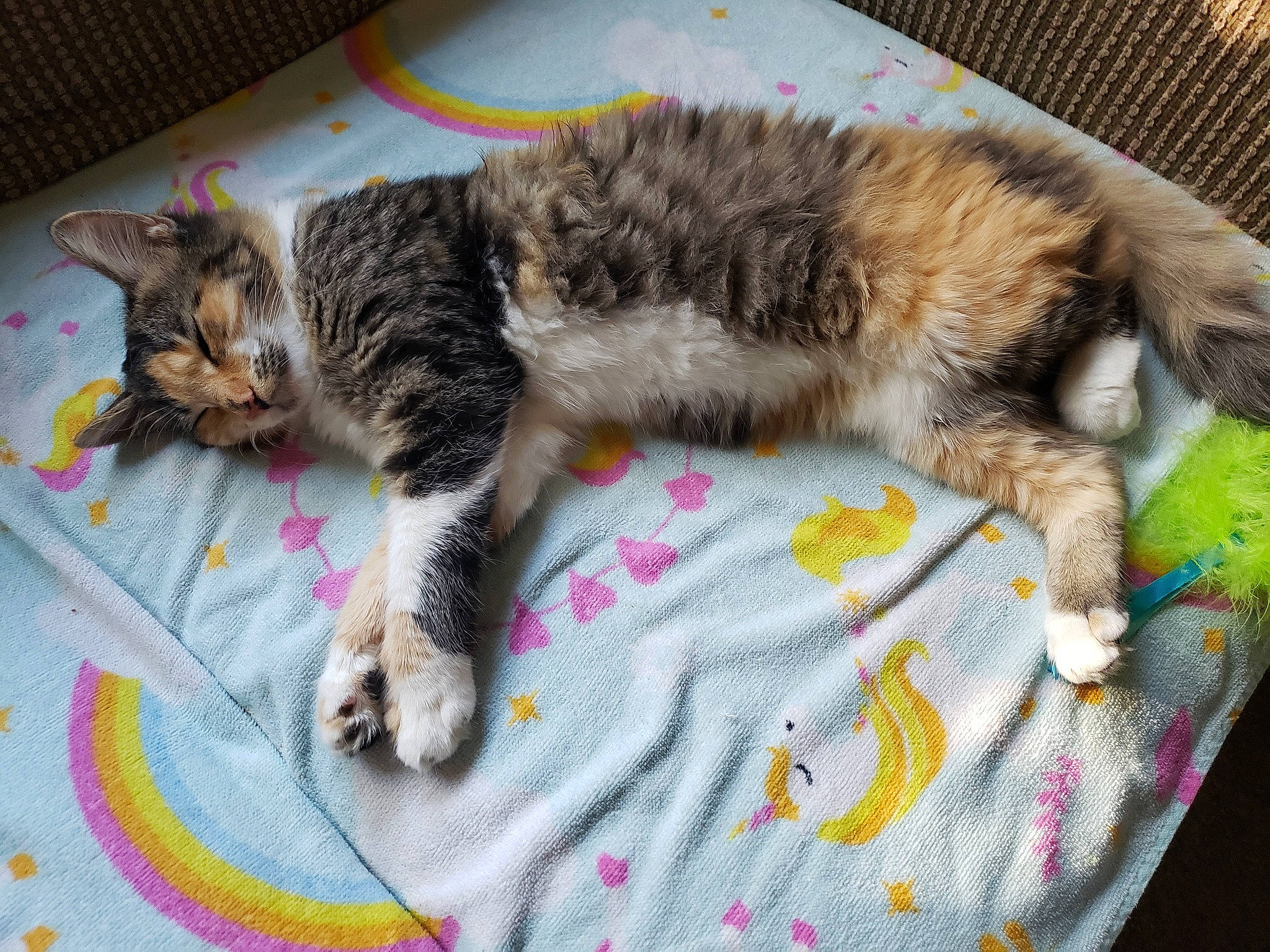 Spot is registered to the contest to win money with this photo: carnivore, cat, cat_supply, claw, comfort, domestic_short_haired_cat, felidae, fur, linens, nap, pattern, paw, pet_supply, sleep, small_to_medium_sized_cats, tail, whiskers, woven_fabric