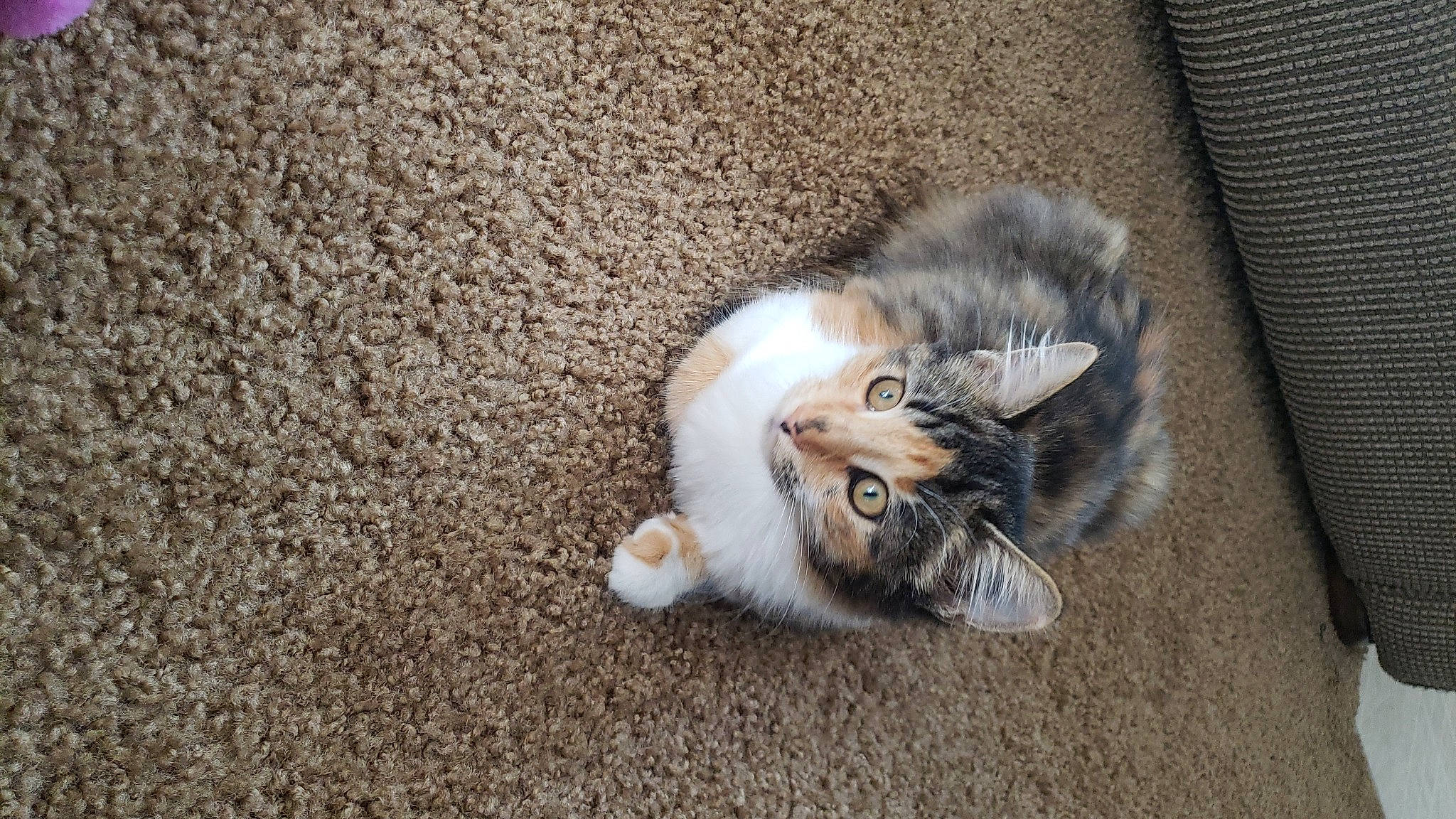 Spot joined the competition — help win amazing prizes! asphalt, canidae, carnivore, cat, claw, domestic_short_haired_cat, eye, fawn, felidae, flooring, fur, grey, hardwood, paw, road_surface, small_to_medium_sized_cats, soil, tail, whiskers, wood