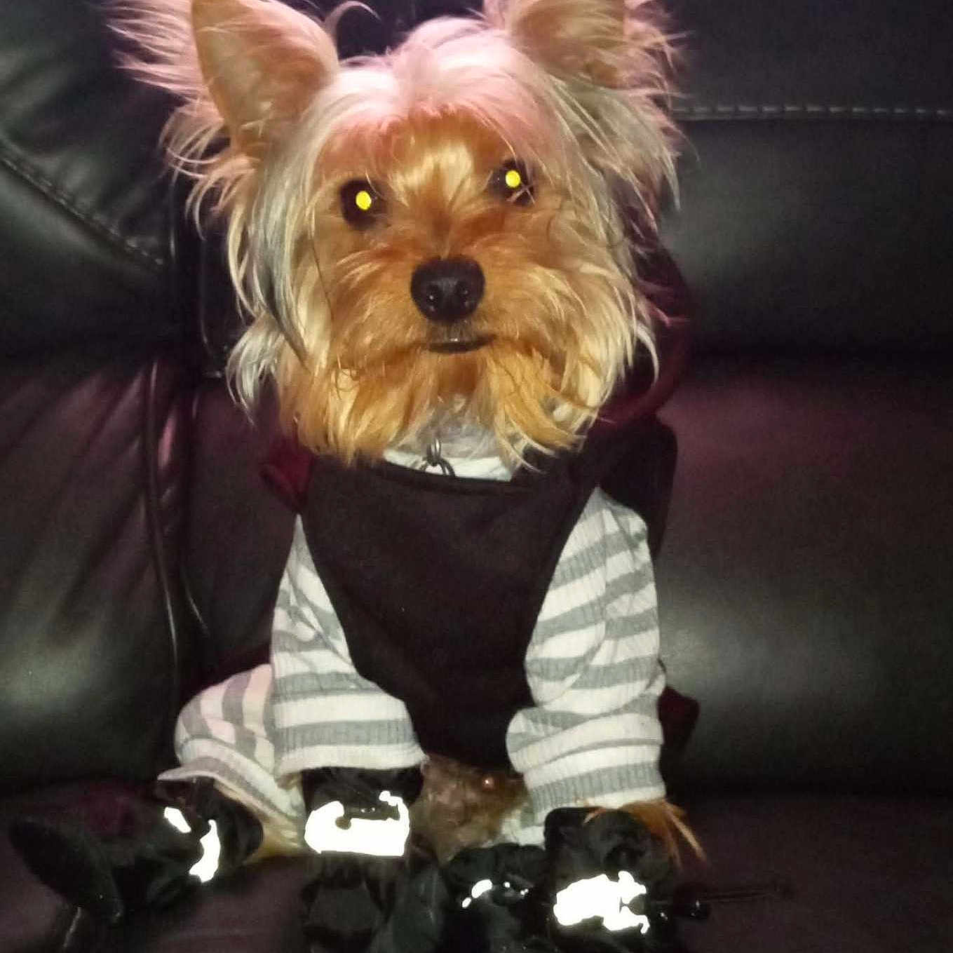 Biscuit joined the competition — help win amazing prizes! animal, black_clothing, boots, canine, clothing, companion, cute, dog, domestic_animal, flash, fur, furry, glowing_eyes, indoor, leather_couch, pet, portrait, sitting, small_dog, striped_outfit
