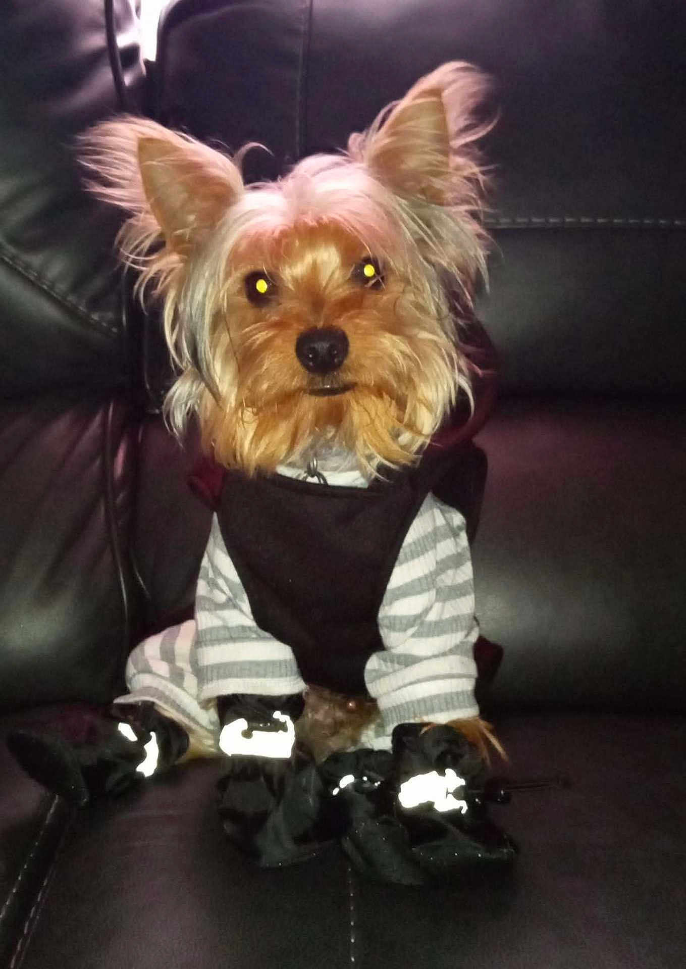 Biscuit joined the competition — help win amazing prizes! dog, pet, clothing, boots, leather_couch, small_dog, flash, glowing_eyes, striped_outfit, sitting, indoor, fur, cute, animal, black_clothing, canine, portrait, domestic_animal, furry, companion