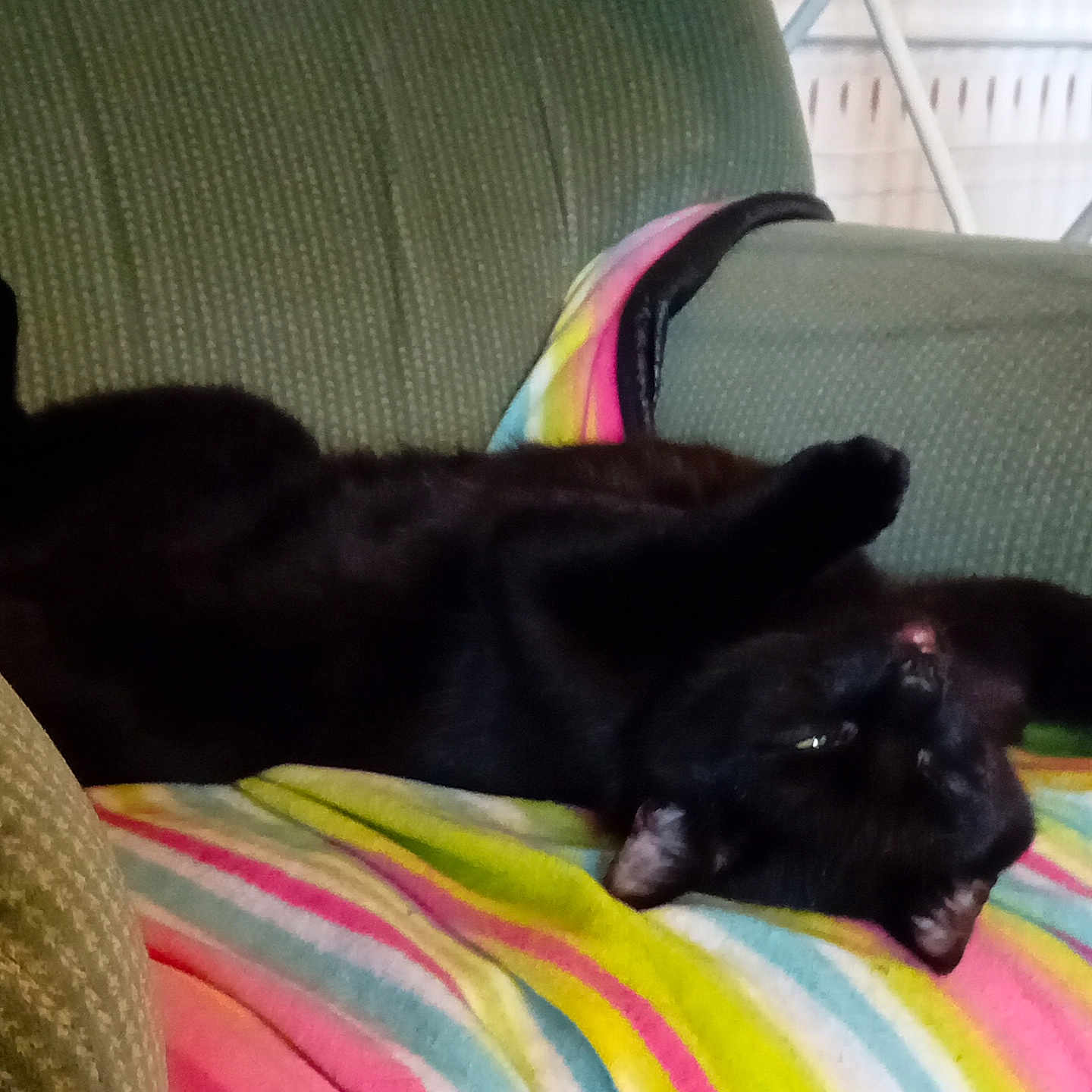 Loki joined the competition — help win amazing prizes! animal, armchair, black_cat, blanket, cat, colorful, comfort, cozy, cute, domestic_cat, furniture, home, indoor, mammal, pet, relaxed, resting, sleepy, striped_blanket, upside_down