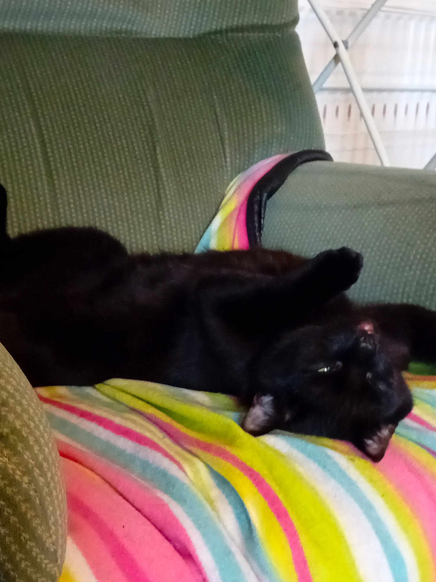Loki
