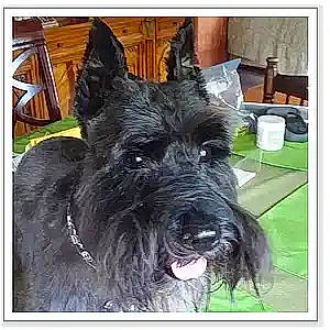 Bailey is registered to the contest to win money with this photo: canidae, carnivore, companion_dog, dog, dog_breed, dog_collar, fur, non_sporting_group, rectangle, schnauzer, small_terrier, snout, sporting_group, square, standard_schnauzer, terrestrial_animal, terrier, working_animal, working_dog