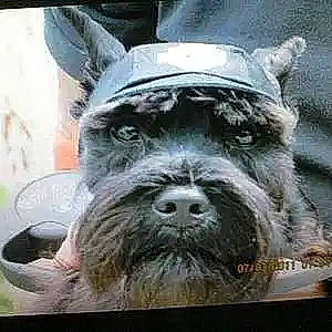 Bailey is registered to the contest to win money with this photo: ancient_dog_breeds, art, canidae, carnivore, companion_dog, dog, dog_breed, fur, non_sporting_group, schnauzer, sculpture, small_terrier, snout, sporting_group, standard_schnauzer, statue, terrestrial_animal, terrier, toy_dog, working_animal