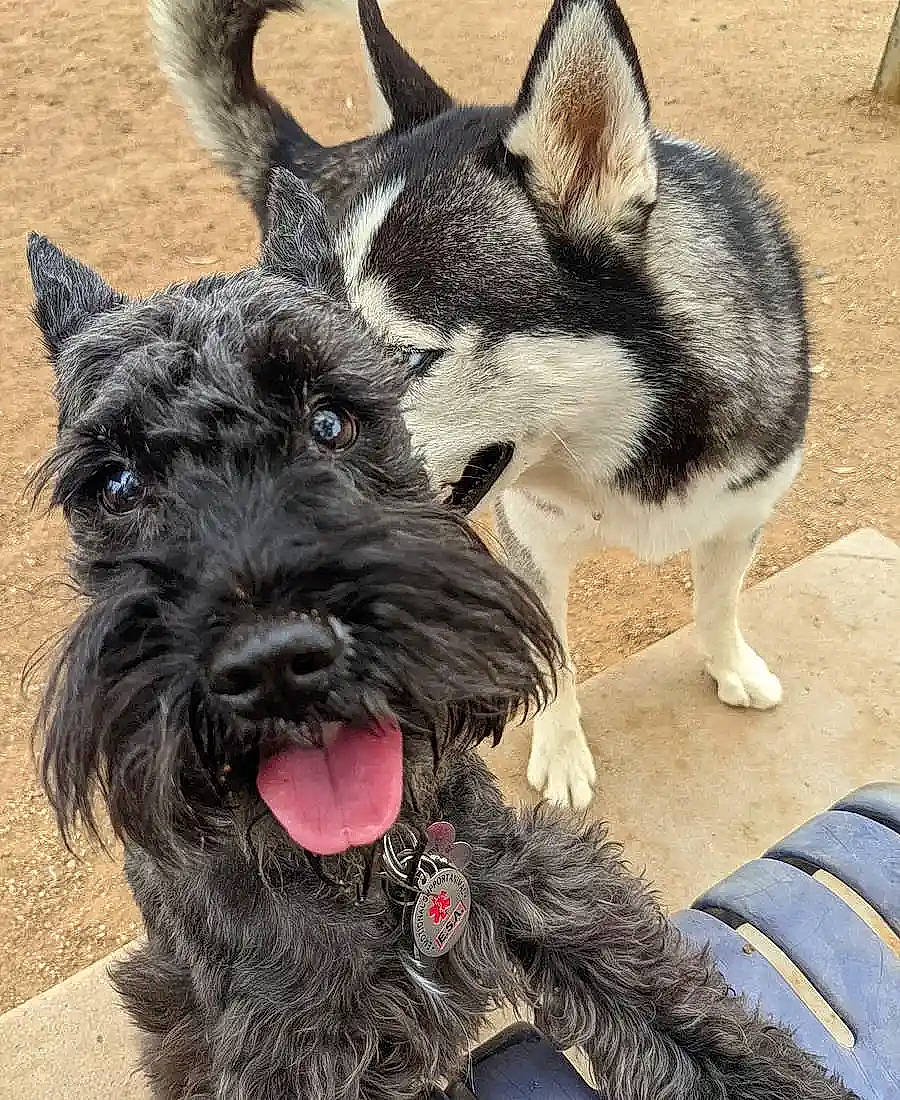 Bailey is registered to the contest to win money with this photo: ancient_dog_breeds, canidae, carnivore, collar, companion_dog, dog, dog_breed, dog_collar, fur, leash, non_sporting_group, schnauzer, scottish_terrier, snout, sporting_group, standard_schnauzer, terrier, water_dog, working_animal, working_dog