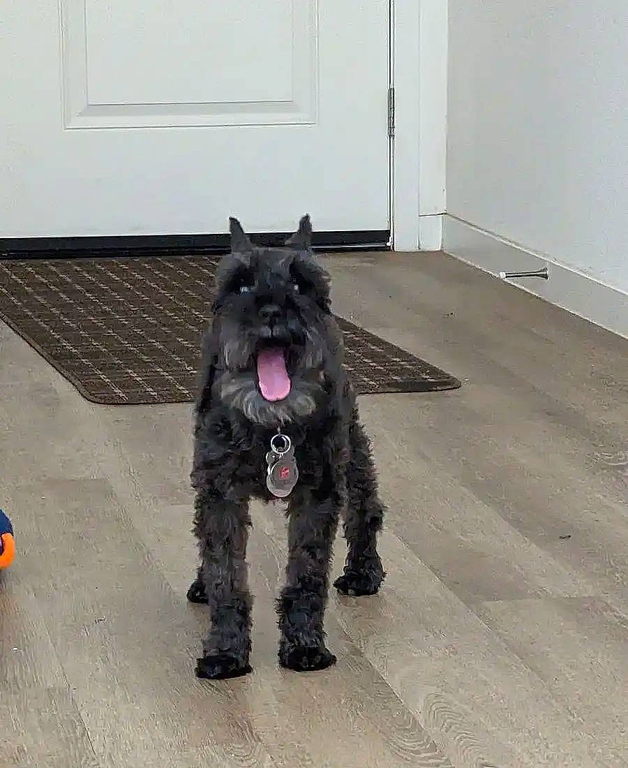 Bailey is registered to the contest to win money with this photo: canidae, carmine, carnivore, companion_dog, dog, dog_breed, door, flooring, fur, grey, hardwood, liver, non_sporting_group, snout, sporting_group, tail, terrestrial_animal, terrier, water_dog, working_animal