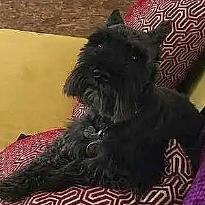 Bailey is registered to the contest to win money with this photo: canidae, carnivore, companion_dog, dog, dog_breed, fur, liver, non_sporting_group, schnauzer, small_terrier, sporting_group, terrestrial_animal, terrier, toy_dog, water_dog, working_animal