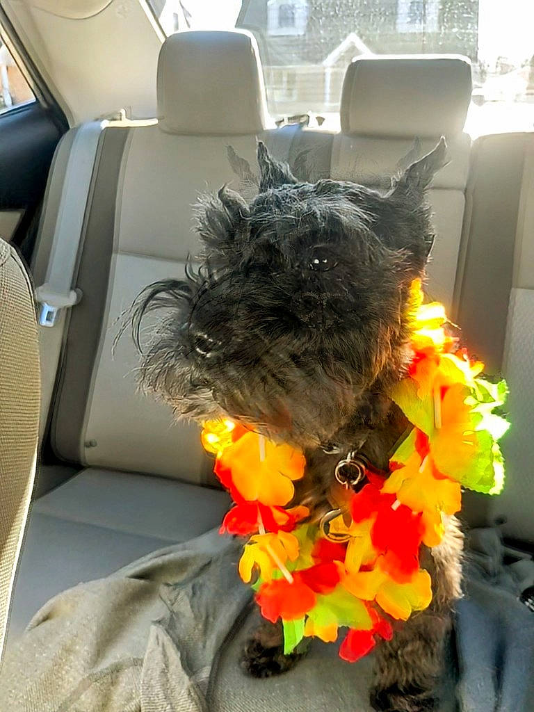 Bailey is registered to the contest to win money with this photo: automotive_design, car, car_seat, car_seat_cover, carnivore, companion_dog, dog, dog_breed, family_car, felidae, flower, head_restraint, motor_vehicle, snout, sunglasses, tail, toy, toy_dog, vehicle, vehicle_door