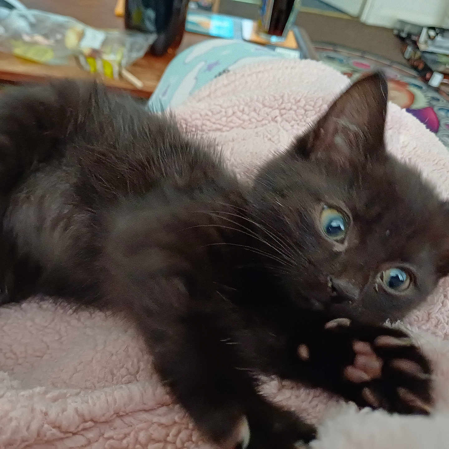 Jet is registered to the contest to win money with this photo: abyssinian, animal, bed, bedroom, blackcat, blanket, cat, computer, couch, electronics, furniture, hardware, indoors, kitten, manx, pet, room, siamese, wood