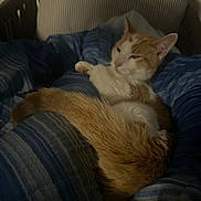 Crimson is registered to the contest to win money with this photo: animal, bed, blanket, blue_blanket, cat, cozy, dim_lighting, feline, furniture, home, indoor, orange_cat, paw, pet, relaxed, resting, sleepy, striped_blanket, tail, white_cat