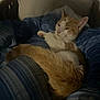 animal, bed, blanket, blue_blanket, cat, cozy, dim_lighting, feline, furniture, home, indoor, orange_cat, paw, pet, relaxed, resting, sleepy, striped_blanket, tail, white_cat