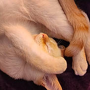 Butters is registered to the contest to win money with this photo: cat, sleeping, curled_up, cream_colored, paw, tail, ear, fur, remote_control, electronic_device, blanket, resting, cute, pet, indoor, cozy, relaxed, animal, whiskers, soft