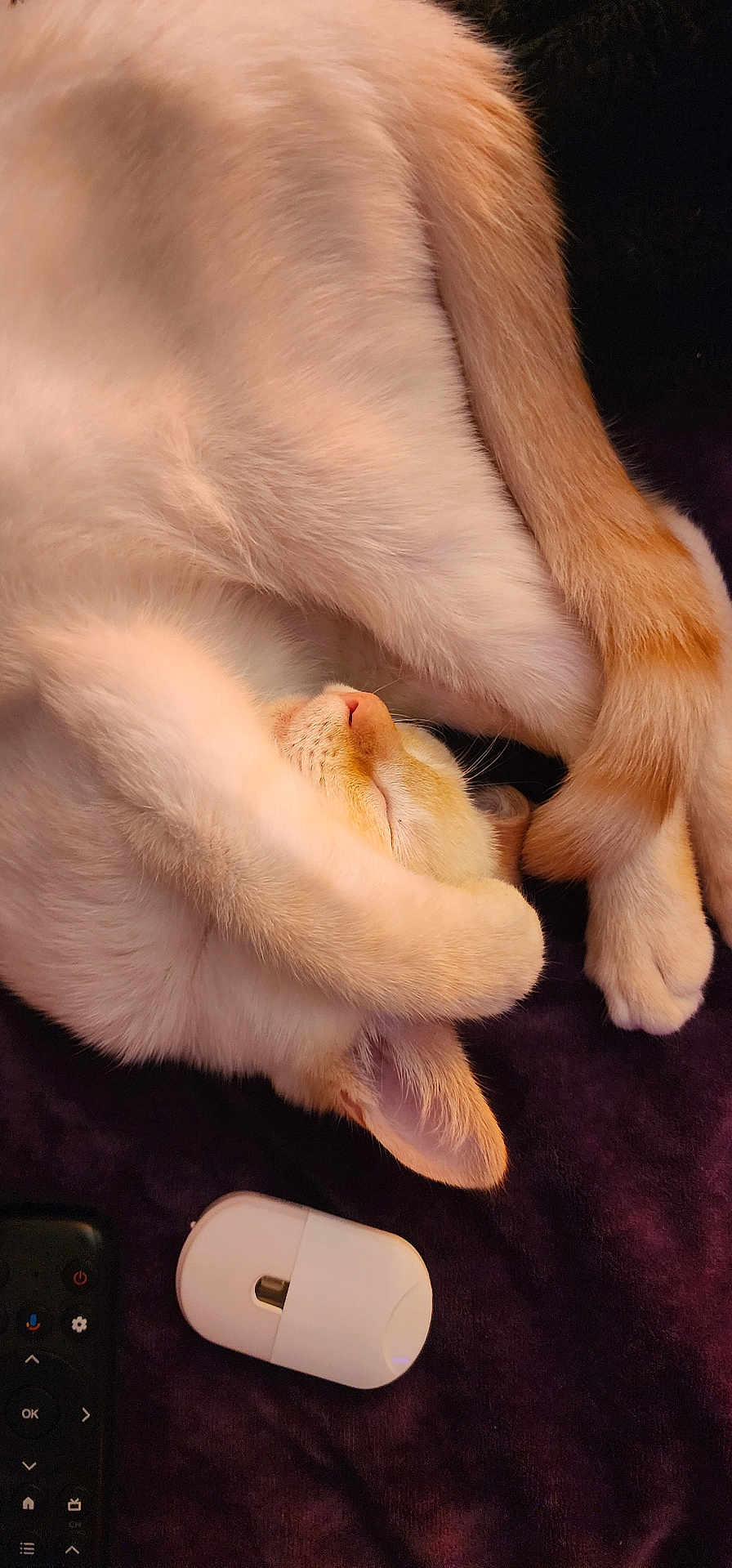 Butters is registered to the contest to win money with this photo: cat, sleeping, curled_up, cream_colored, paw, tail, ear, fur, remote_control, electronic_device, blanket, resting, cute, pet, indoor, cozy, relaxed, animal, whiskers, soft