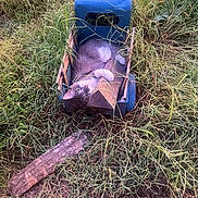 Frank is registered to the contest to win money with this photo: cat, grass, toy_truck, wooden_plank, outdoor, greenery, feline, pet, crate, relaxed, ears, eyes, nature, field, lawn, playful, closeup, lounging, vegetation, log