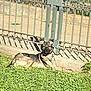 dog, grass, fence, outdoor, sunlight, shadow, pet, canine, lying_down, nature, daylight, guard, animal, relaxed, greenery, metal, park, summer, quiet, watchful