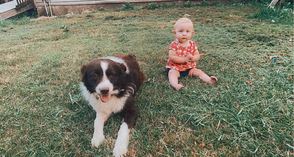 Daisy is registered to the contest to win money with this photo: baby, baby_toddler_clothing, border_collie, carnivore, child, companion_dog, dog, dog_breed, fur, grass, herding_dog, people_in_nature, person, plant, sitting, soil, spaniel, toddler, toy_dog, working_dog