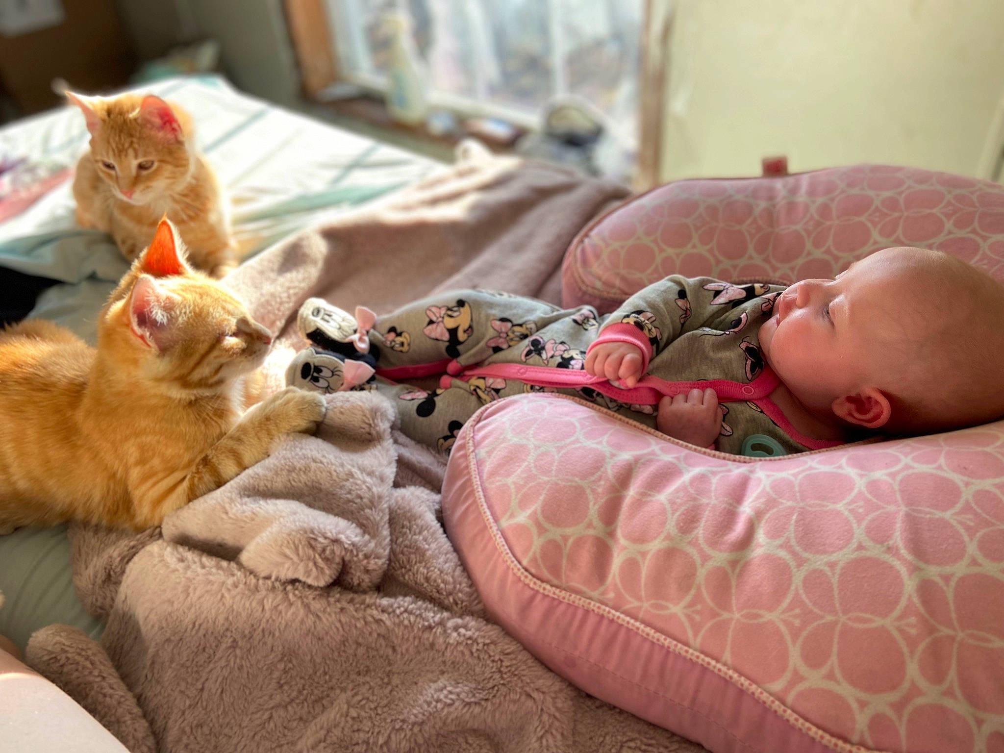 Daisy joined the competition — help win amazing prizes! bed, bedding, cat, comfort, couch, domestic_short_haired_cat, fawn, felidae, human_leg, linens, mammal, paw, person, room, small_to_medium_sized_cats, tail, textile, thigh, toddler, whiskers