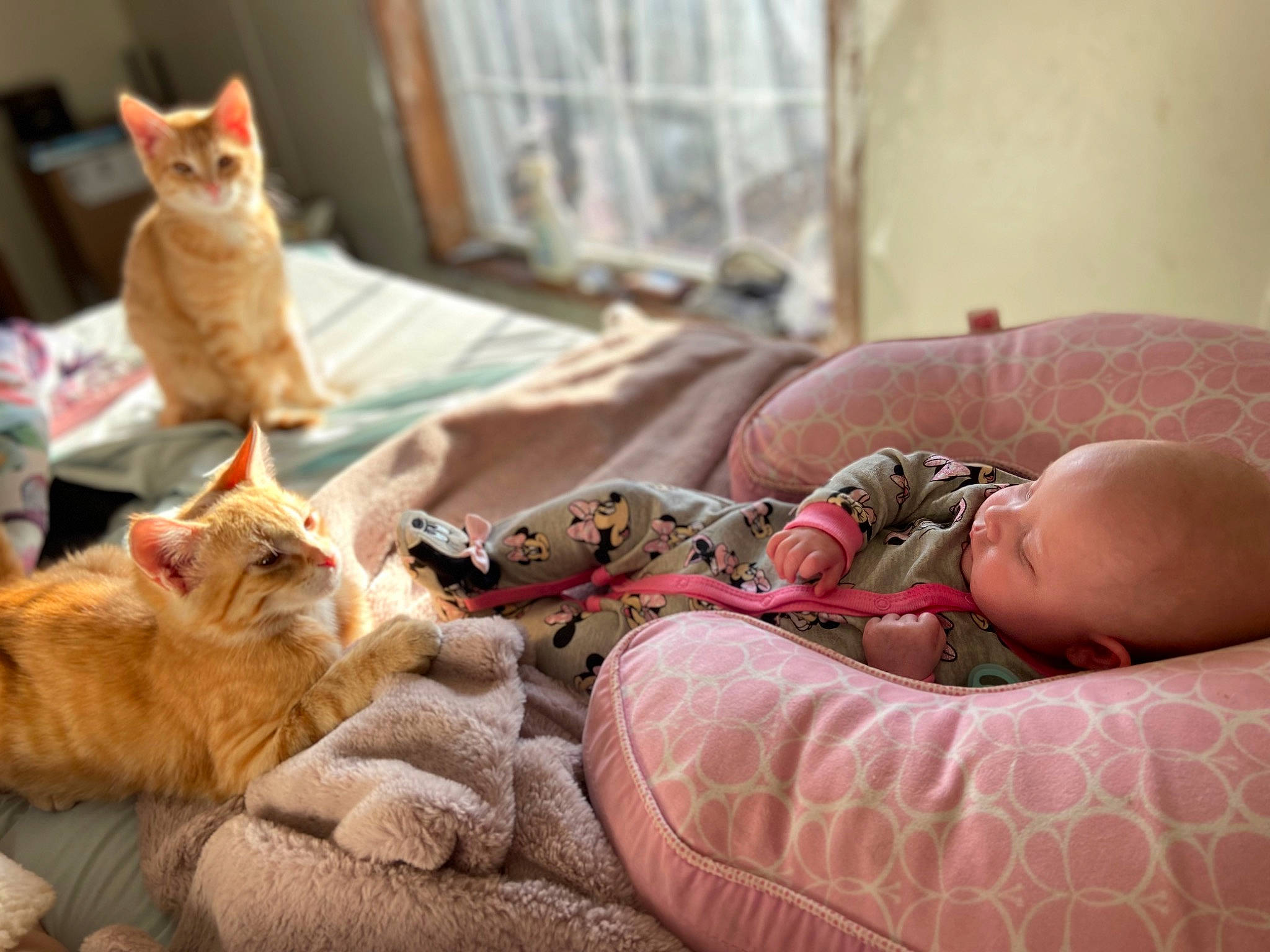 Daisy is registered to the contest to win money with this photo: abdomen, baby, carnivore, cat, child, comfort, domestic_short_haired_cat, fawn, felidae, fur, human_leg, linens, nap, person, room, sitting, small_to_medium_sized_cats, snout, tail, textile