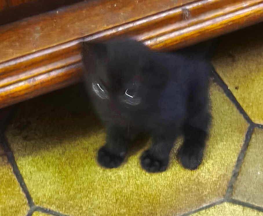 Boris Ernould a rejoint le concours — aidez-le/la à gagner de superbes lots ! black_kitten, cat, pet, blurry, indoor, floor, tile_floor, wooden_furniture, animal, small_cat, feline, cute, domestic_cat, young_cat, paw, eye, fur, sitting, household, shadow