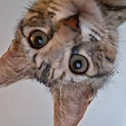 Sassy joined the competition — help win amazing prizes! cat, tabby, close_up, wide_eyes, whiskers, ear, nose, fur, portrait, curious, indoor, pet, domestic_cat, head_tilt, upside_down, macro, green_eyes, staring, long_whiskers, playful