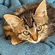 Alaska participe au concours pour gagner de l'argent avec cette photo : animal, blanket, blue, cat, close_up, cozy, cute, ears, eyes, feline, fur, indoor, kitten, pet, portrait, resting, soft, tabby, whiskers, young