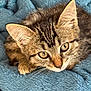 animal, blanket, blue, cat, close_up, cozy, cute, ears, eyes, feline, fur, indoor, kitten, pet, portrait, resting, soft, tabby, whiskers, young