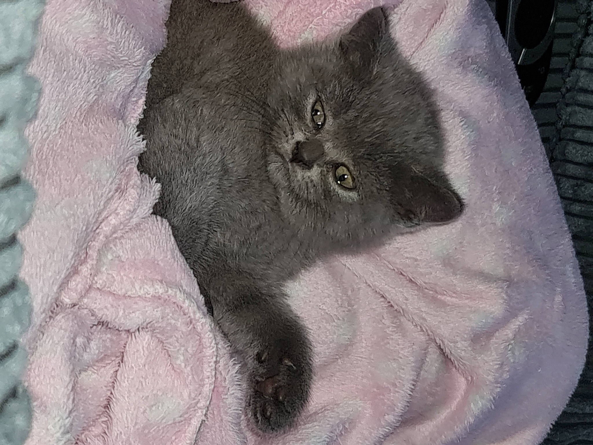 Peaches joined the competition — help win amazing prizes! art, black_cat, carnivore, cat, chartreux, claw, domestic_short_haired_cat, drawing, felidae, fur, grey, illustration, pattern, paw, small_to_medium_sized_cats, snout, tail, terrestrial_animal, visual_arts, whiskers