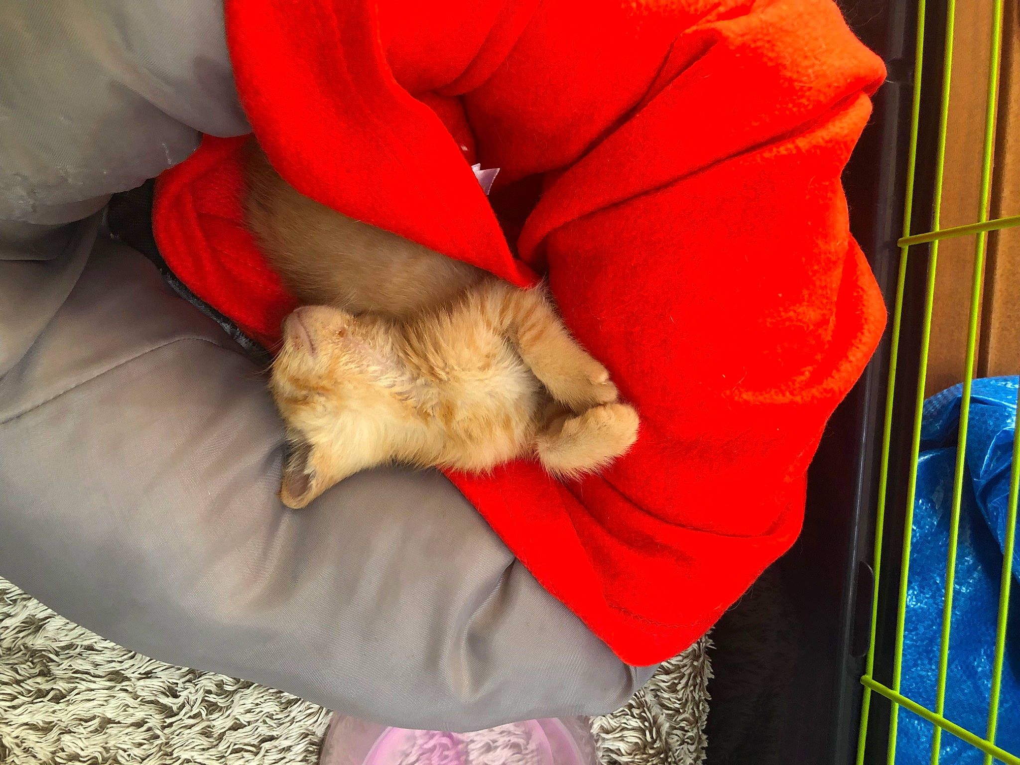 Kiara participe au concours pour gagner de l'argent avec cette photo : canidae, carnivore, cat, claw, comfort, companion_dog, dog_breed, domestic_short_haired_cat, fawn, felidae, fur, linens, mesh, nap, pattern, paw, small_to_medium_sized_cats, sporting_group, tail, whiskers