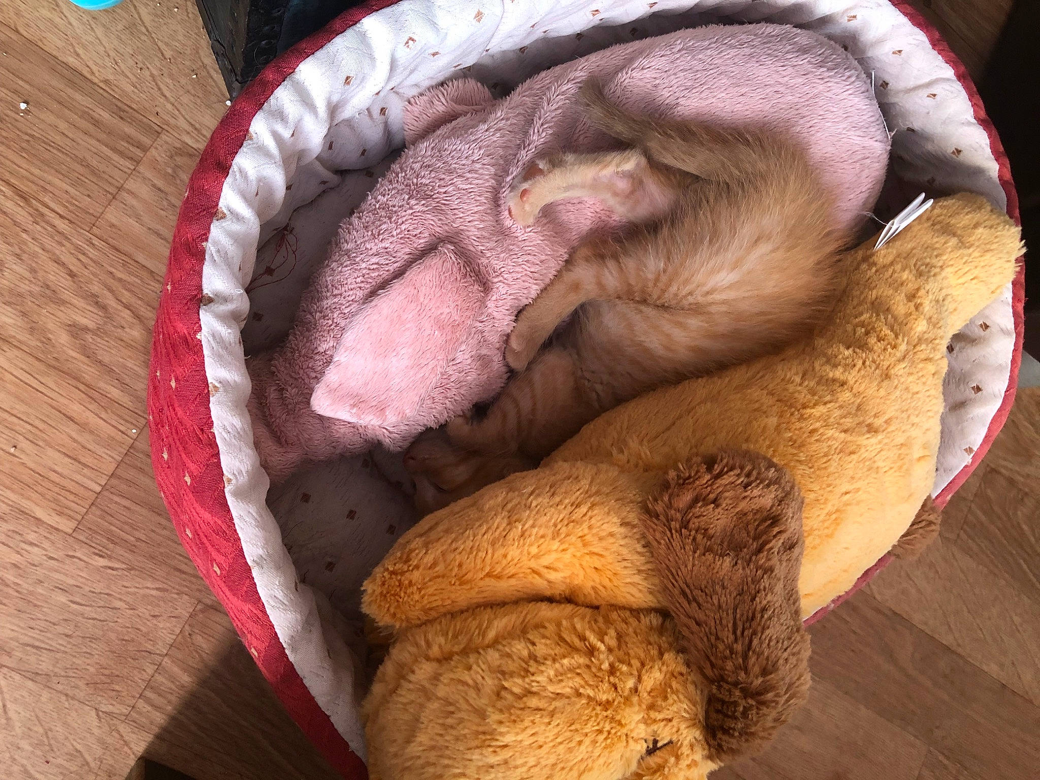 Kiara participe au concours pour gagner de l'argent avec cette photo : carnivore, comfort, companion_dog, dog_breed, fawn, felidae, fur, gunny_sack, hardwood, hat, liver, peach, snout, terrestrial_animal, wood, wrinkle