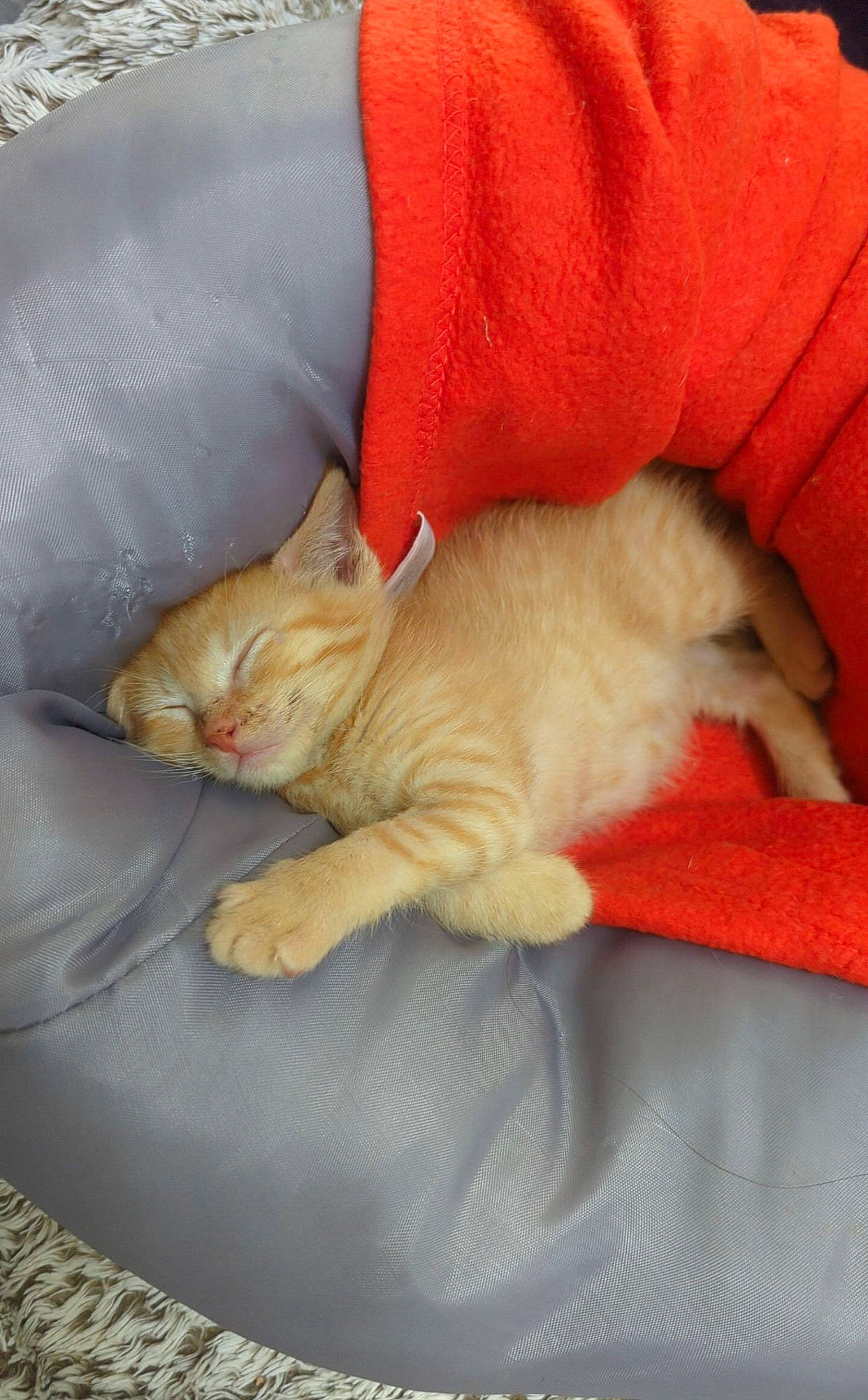 Kiara a rejoint le concours — aidez-le/la à gagner de superbes lots ! carnivore, cat, comfort, companion_dog, domestic_short_haired_cat, duvet, felidae, fur, linens, nap, paw, small_to_medium_sized_cats, tail, whiskers