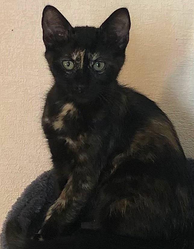 Nalhal a rejoint le concours — aidez-le/la à gagner de superbes lots ! black_cat, bombay, carnivore, cat, claw, domestic_short_haired_cat, ear, eye, felidae, fur, paw, sitting, small_to_medium_sized_cats, snout, tail, terrestrial_animal, whiskers, window