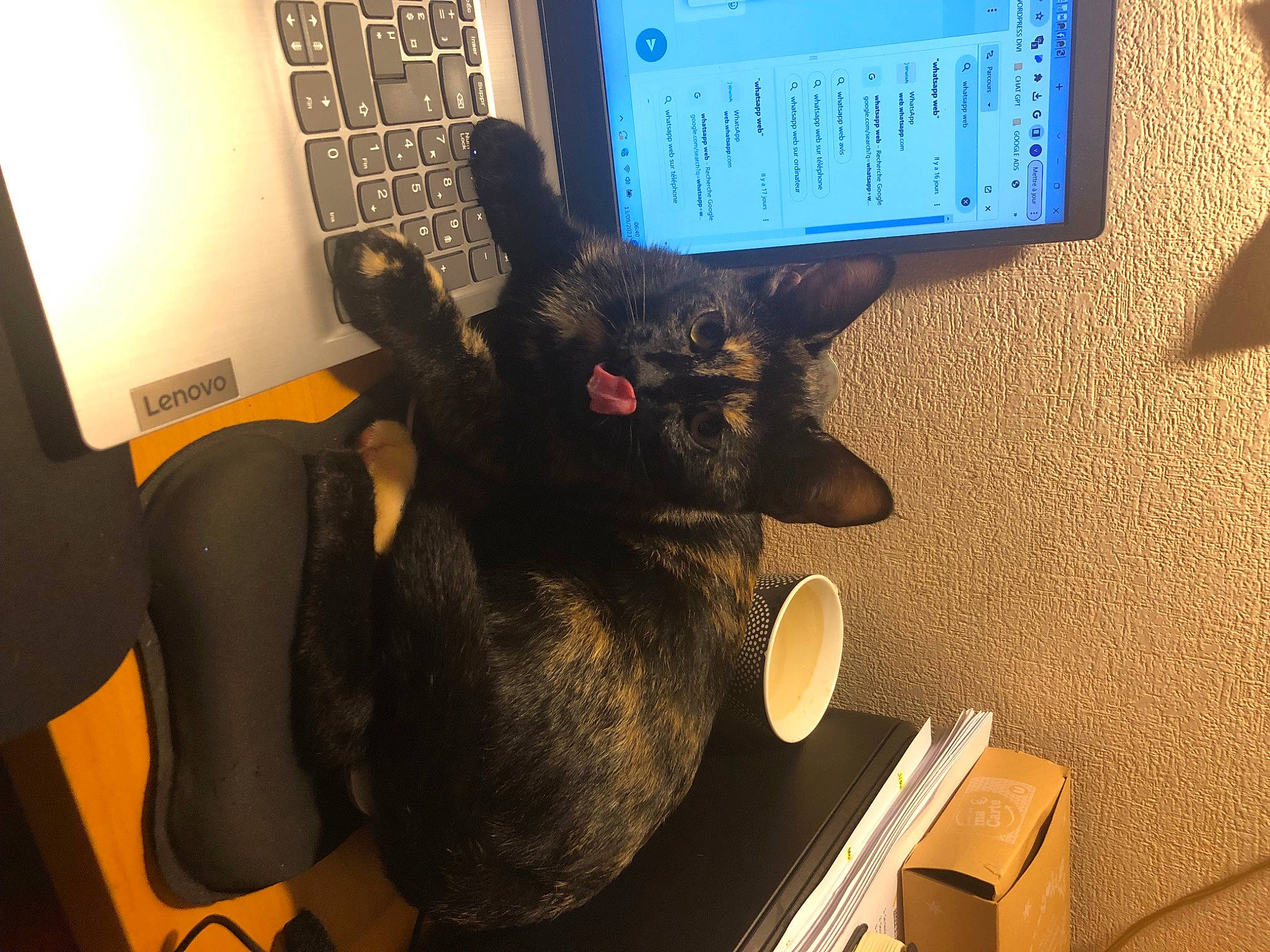 Nalhal participe au concours pour gagner de l'argent avec cette photo : cat, chair, comfort, communication_device, dog_breed, domestic_short_haired_cat, felidae, flooring, fur, gadget, gesture, paw, personal_computer, room, small_to_medium_sized_cats, table, tail, toy, whiskers, wood