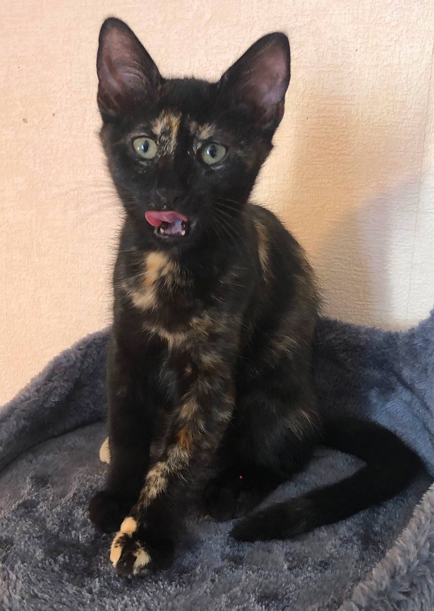 Nalhal participe au concours pour gagner de l'argent avec cette photo : black_cat, bombay, carnivore, cat, claw, domestic_short_haired_cat, felidae, fur, havana_brown, paw, small_to_medium_sized_cats, snout, tail, terrestrial_animal, whiskers