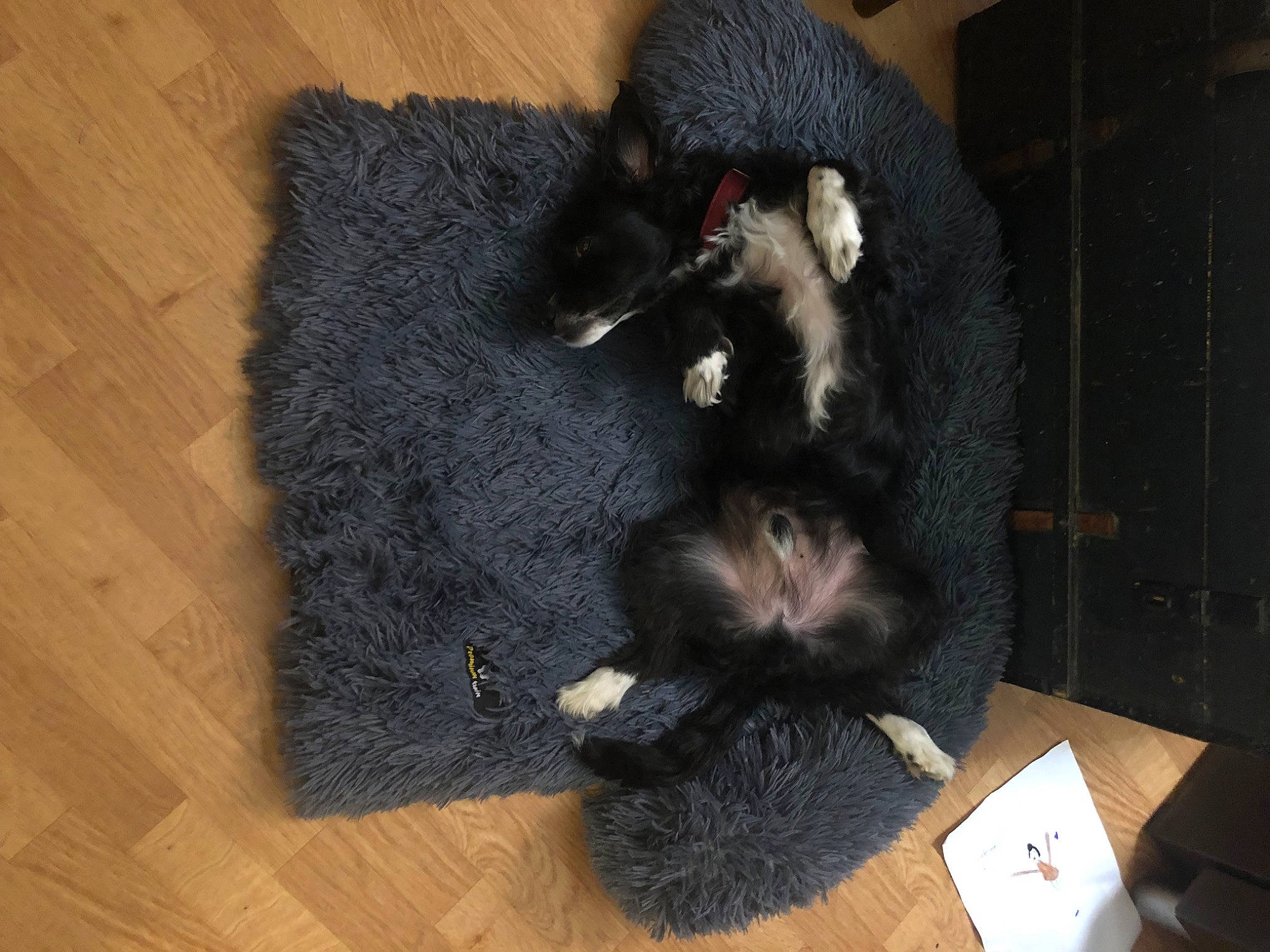 Nelson a rejoint le concours — aidez-le/la à gagner de superbes lots ! carnivore, comfort, companion_dog, dog_breed, domestic_short_haired_cat, felidae, flooring, fur, hardwood, laminate_flooring, plank, small_to_medium_sized_cats, snout, tail, terrestrial_animal, varnish, whiskers, wood, wood_flooring, wood_stain