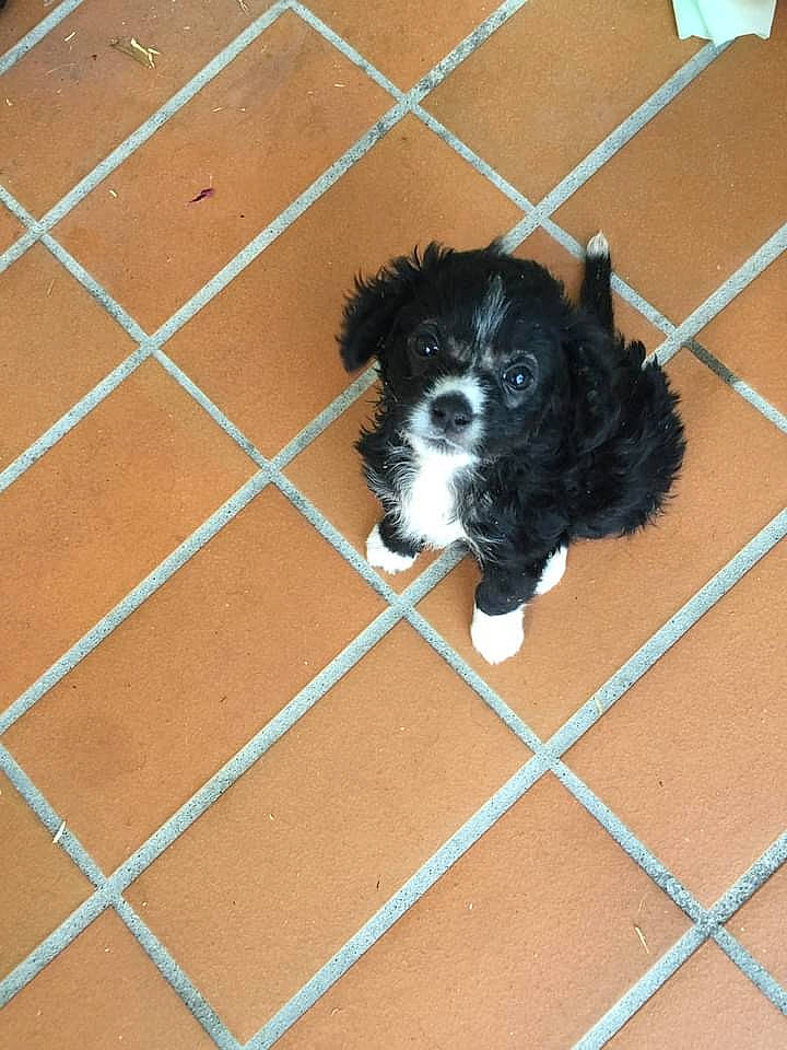 Nelson a rejoint le concours — aidez-le/la à gagner de superbes lots ! canidae, carnivore, cavalier_king_charles_spaniel, companion_dog, dog, dog_breed, dog_supply, flooring, fur, gun_dog, paw, puppy, snout, spaniel, sporting_group, tail, toy_dog, wood, working_animal, working_dog