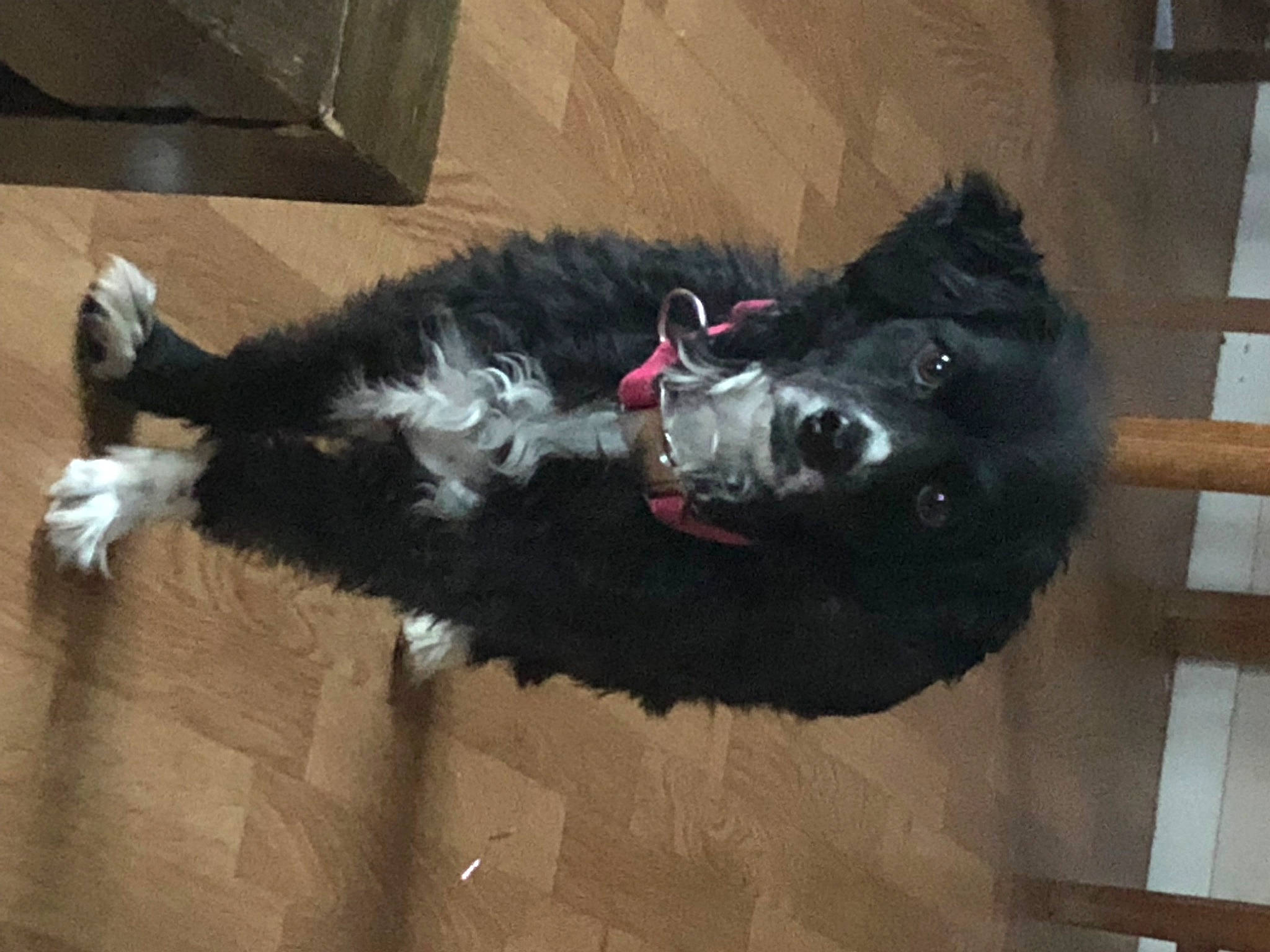 Nelson participe au concours pour gagner de l'argent avec cette photo : canidae, carmine, carnivore, collar, companion_dog, dog, dog_breed, flooring, fur, guard_dog, natural_material, snout, sporting_group, tail, working_animal