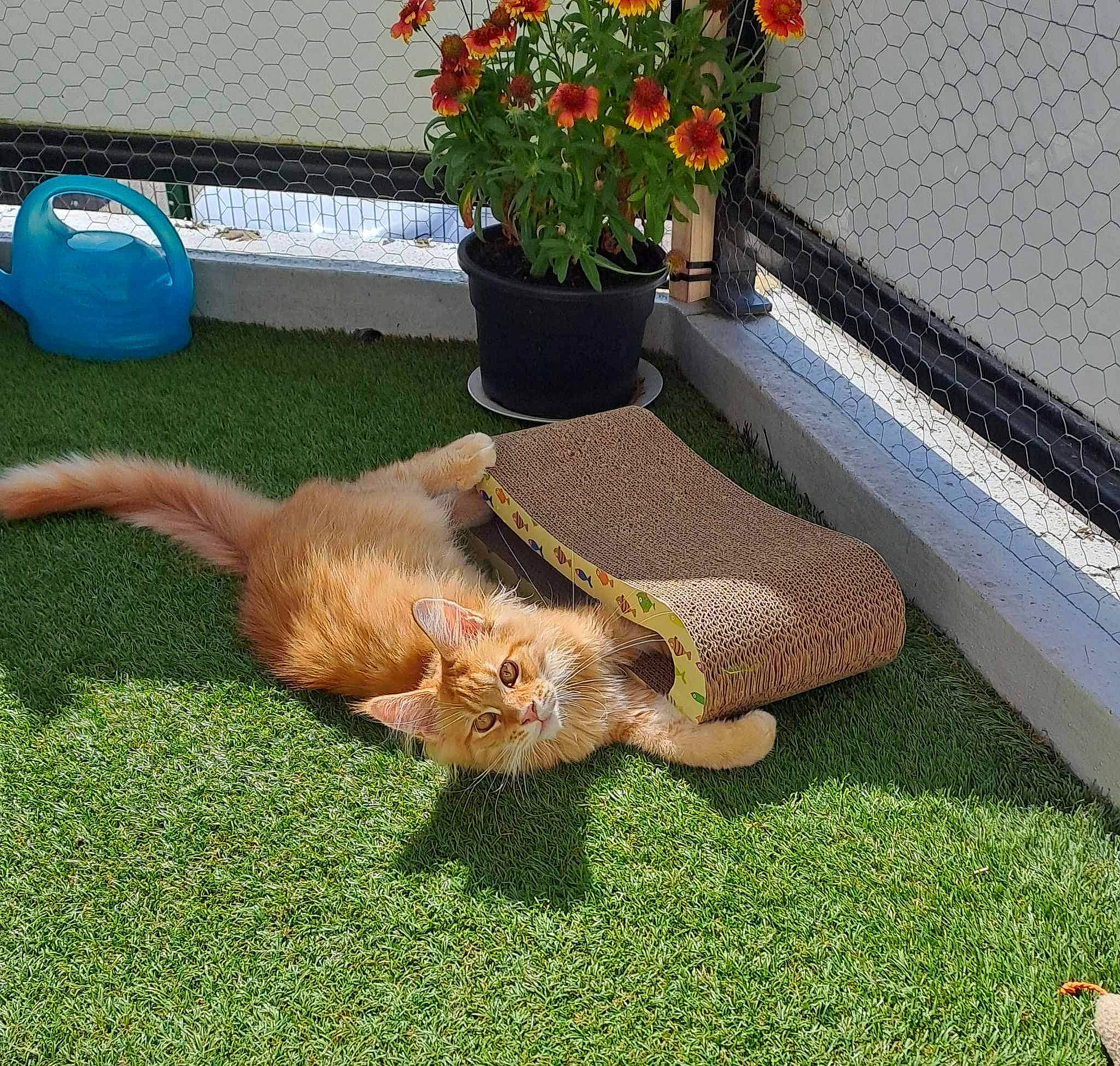 Roger a rejoint le concours — aidez-le/la à gagner de superbes lots ! canidae, carnivore, companion_dog, dog_breed, fawn, felidae, flooring, flowerpot, fur, grass, groundcover, houseplant, lawn, outdoor_furniture, plant, small_to_medium_sized_cats, sporting_group, tail, whiskers, yard