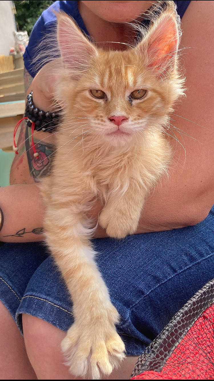 Roger a rejoint le concours — aidez-le/la à gagner de superbes lots ! carnivore, cat, claw, comfort, denim, domestic_short_haired_cat, electric_blue, fawn, felidae, foot, fur, gesture, human_leg, nail, paw, sitting, small_to_medium_sized_cats, snout, tail, whiskers