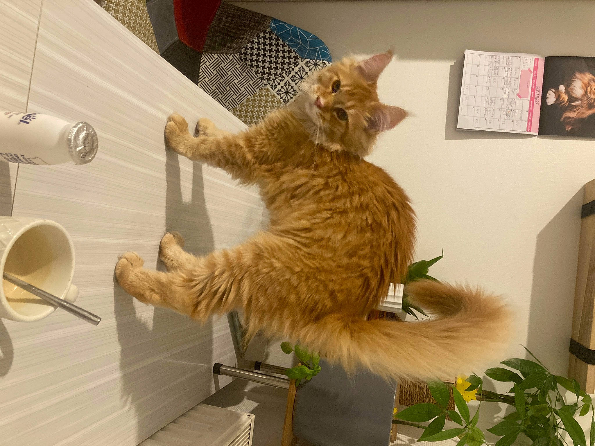 Roger participe au concours pour gagner de l'argent avec cette photo : art, carnivore, cat, claw, domestic_short_haired_cat, fawn, felidae, flowerpot, fur, metal, picture_frame, plant, room, small_to_medium_sized_cats, stuffed_toy, tail, terrestrial_animal, toy, whiskers, wood