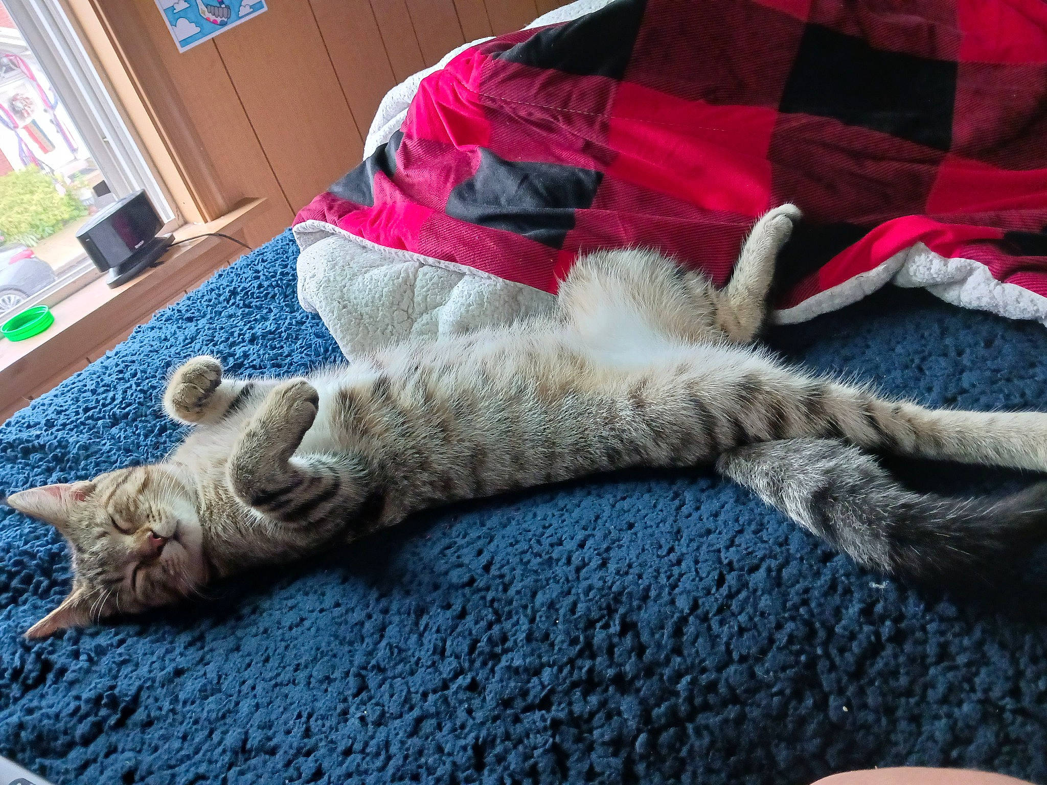 Maizie joined the competition — help win amazing prizes! cabinetry, carnivore, carpet, cat, claw, comfort, domestic_short_haired_cat, felidae, flooring, fur, grey, human_leg, linens, paw, picture_frame, small_to_medium_sized_cats, snout, tail, whiskers, wood