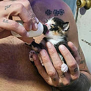 Grizzy is registered to the contest to win money with this photo: animal_care, bottle_feeding, calico_cat, closeup, cute, door, feeding, fingernails, fur, hand, human, indoor, kitten, love, man, nurturing, pet, skin, tattoo, tiny