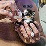 animal_care, bottle_feeding, calico_cat, closeup, cute, door, feeding, fingernails, fur, hand, human, indoor, kitten, love, man, nurturing, pet, skin, tattoo, tiny