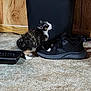 Grizzy joined the competition — help win amazing prizes! black_object, black_shoe, carpet, cat, cozy, curious, domestic_animal, feline, floor, fluffy, household, indoor, kitten, paw, pet, shoe, side_view, small_animal, wood, wood_paneling