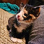 Grizzy is registered to the contest to win money with this photo: calico, carpet, cat, closeup, curious, cute, domestic_animal, feline, fur, gray_clothing, indoor, kitten, person_leg, pet, sitting, small, soft_light, texture, whiskers, young_animal